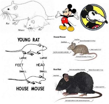 "鼠年"英文是 mouse year? 搞错了!