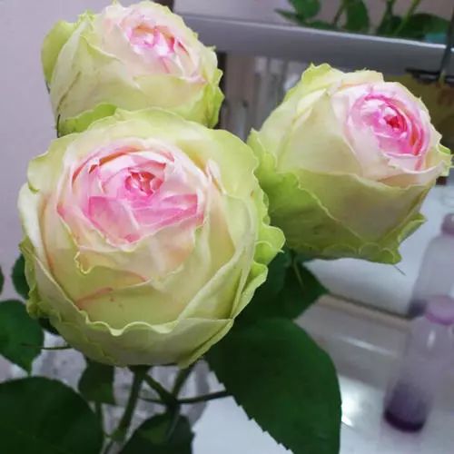 每日一花67幻彩月季花色为淡绿和淡粉结合