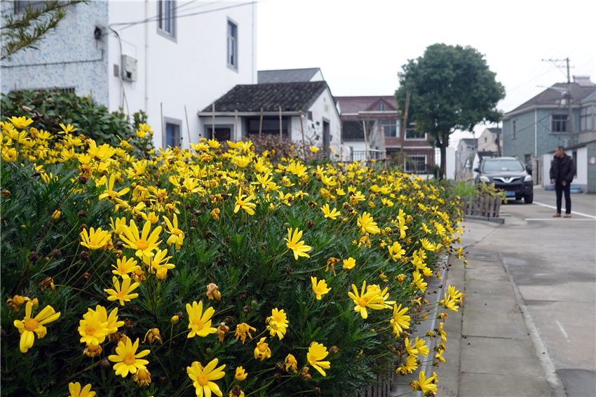 慈溪坎墩暗藏一處花園村莊一年四季美如畫