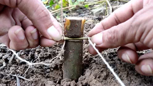 野外超高灵敏野鸡套简单实用百发百中