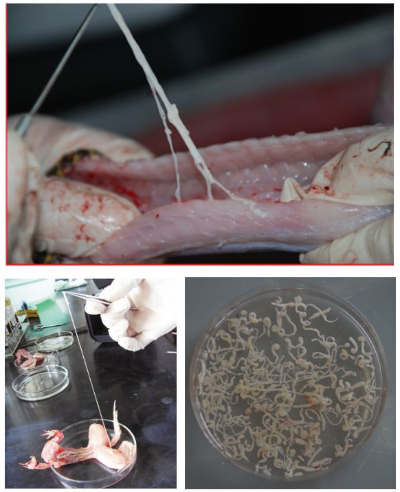 裂头蚴不会发育成成虫,而是在人体内移行,进入皮下,多种内脏器官,乃至