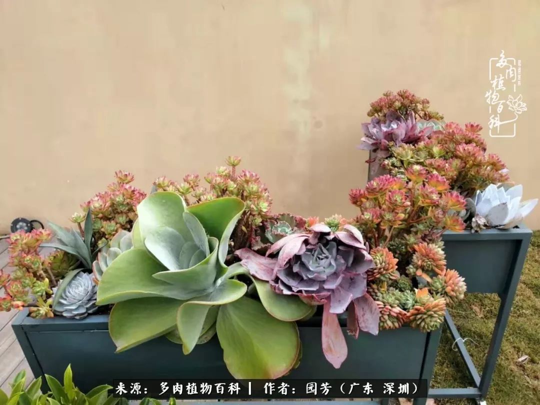 当美女婚纱设计师遇上多肉竟擦出了爱的火花