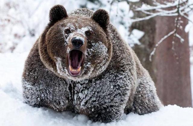西伯利亚棕熊 霸气图片