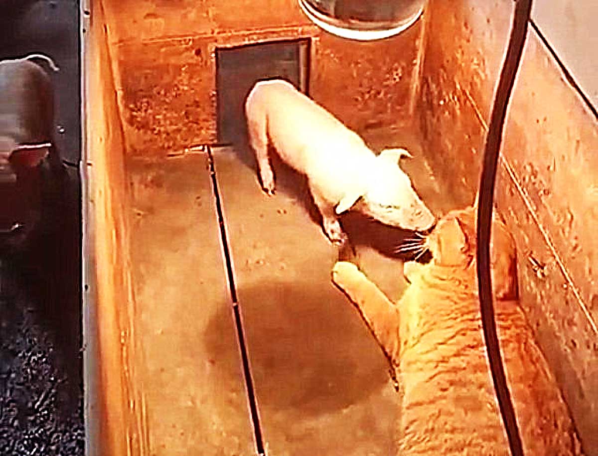 男子听到猪窝传出惨叫被吓出冷汗当他看清时瞬间瞪大双眼