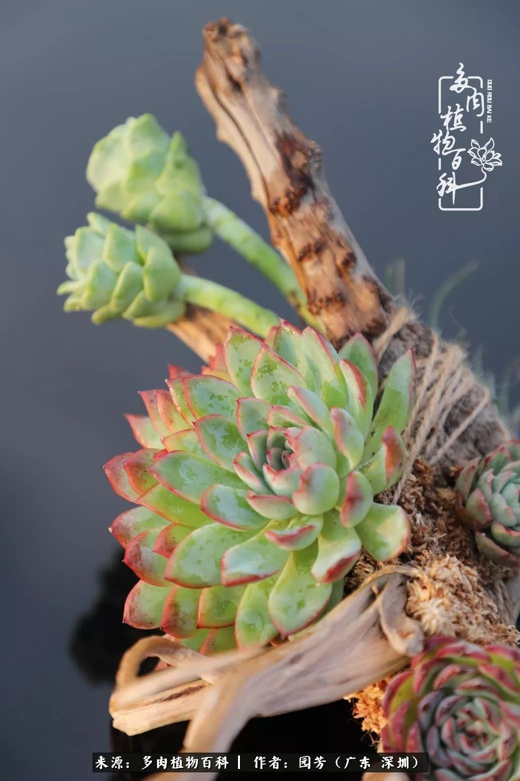 当美女婚纱设计师遇上多肉竟擦出了爱的火花