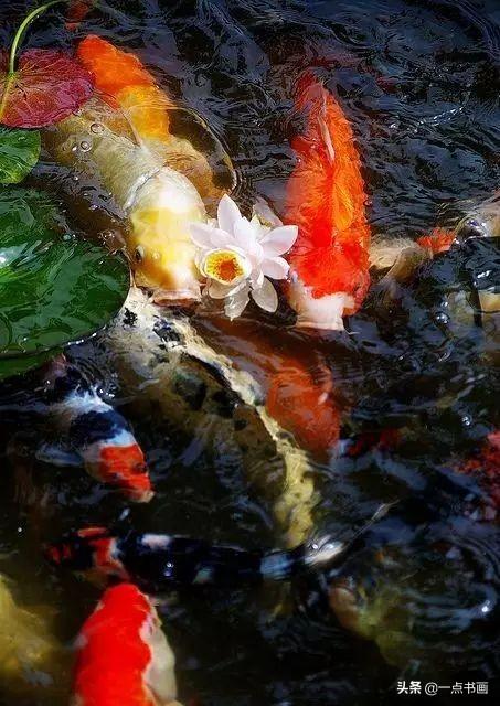 新年吉祥丨年年有鱼增富贵岁岁平安添吉祥