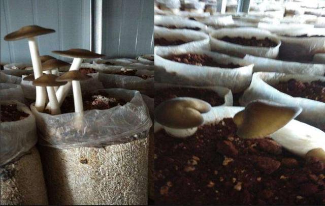 珍稀食用菌鸡枞菌人工栽培方法