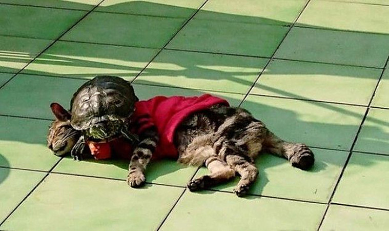 女子把猫和乌龟放阳台晒太阳,回来一看,却发现姿势奇奇怪怪