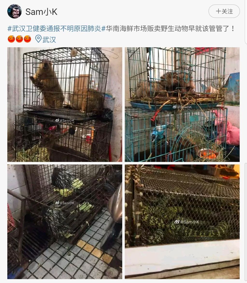 随即,一位叫@sam小k的网友,曝光了一组这个海鲜市场里野生动物的真实