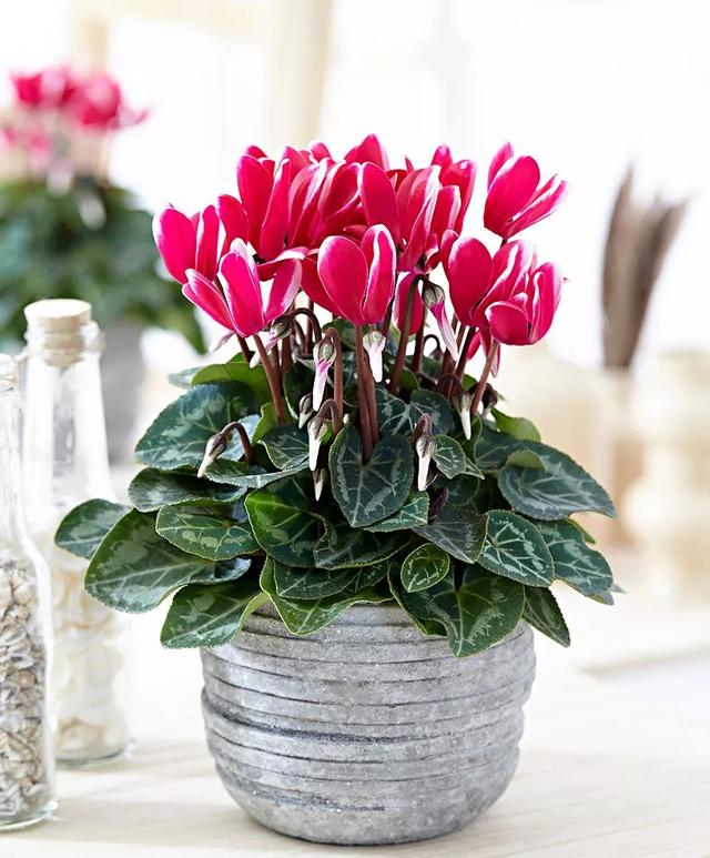 养护仙客来那些你不得不知道的事儿