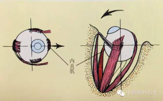 精美眼科解剖圖詳解_示意圖