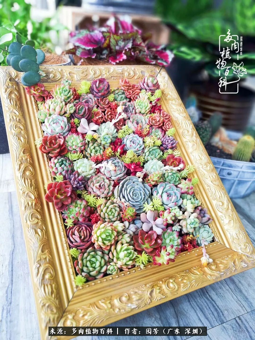 当美女婚纱设计师遇上多肉竟擦出了爱的火花