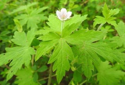 耗子头图片植物图片