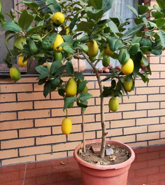 盆栽柠檬不结果?养护注意4个坑,枝头挂满黄金果