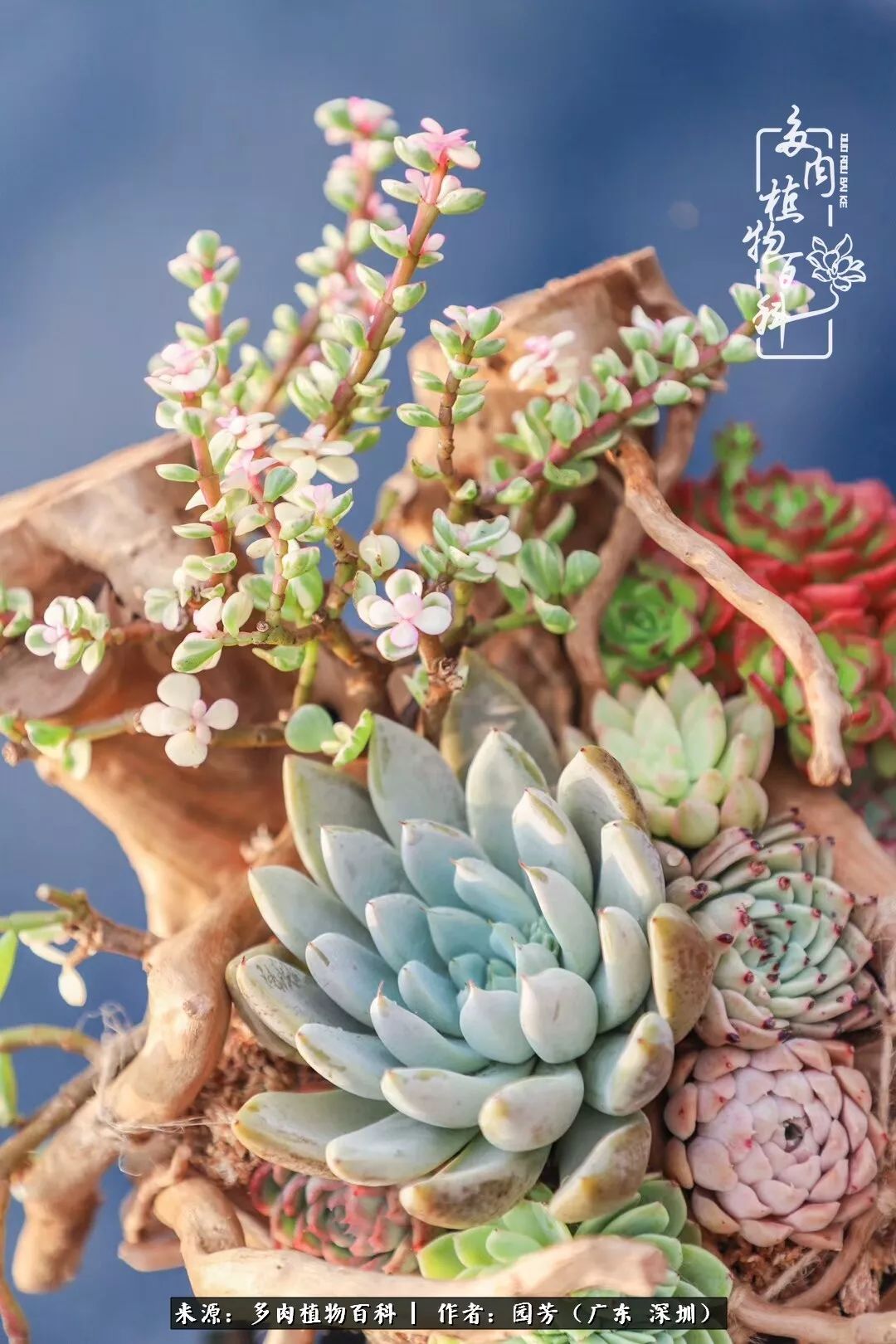 当美女婚纱设计师遇上多肉竟擦出了爱的火花