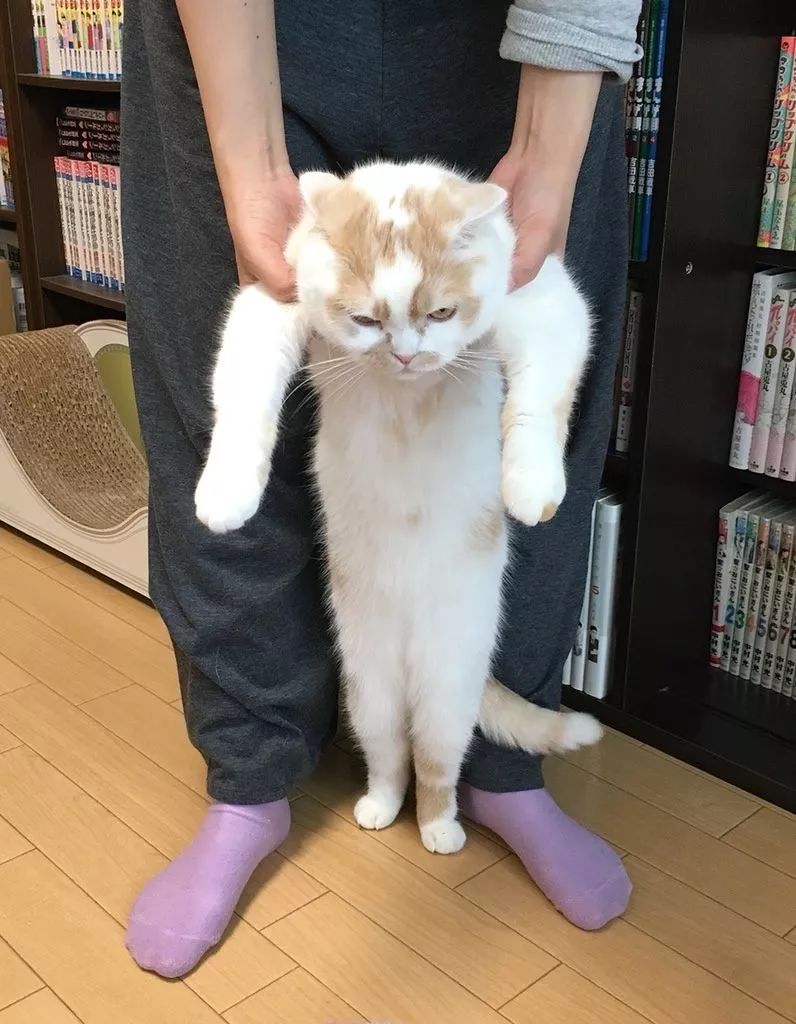 体型巨长的猫咪（组图）