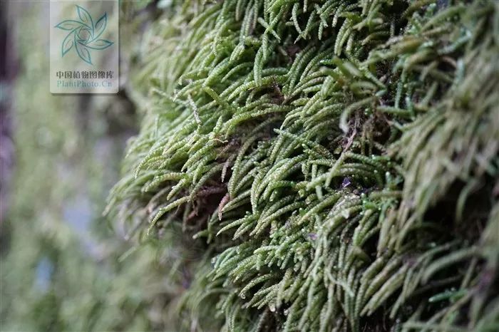 藓 myuroclada maximowiczii (图片来源:中国植物图像库(ppbc))鼠皮树