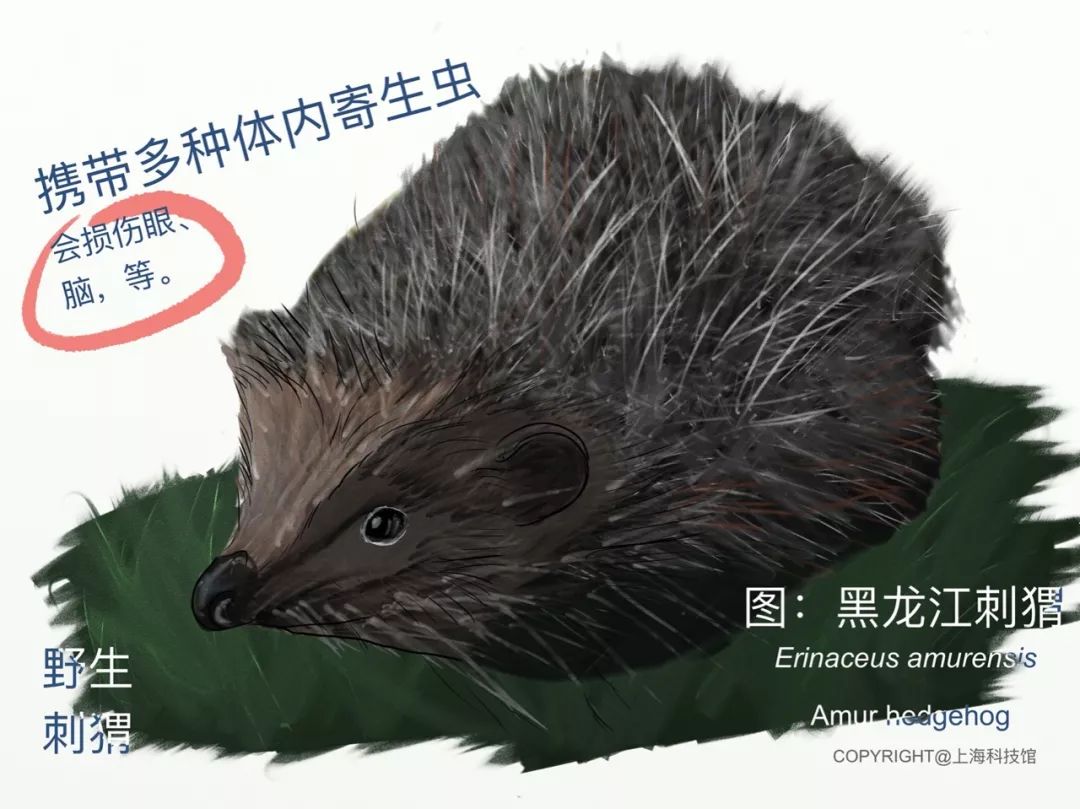 【举报】这里有一家野味餐厅!