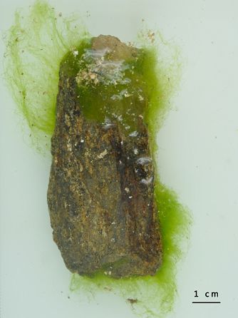 海藻图鉴1软丝藻ulothrixflacca