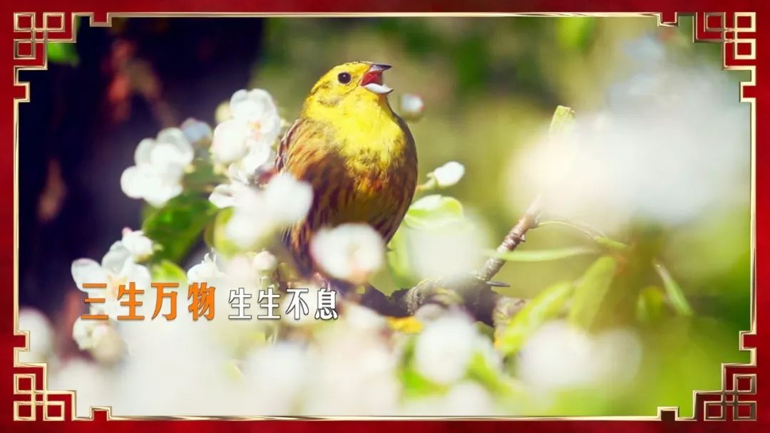 三生万物 生生不息岁寒三友 经冬不衰【生】祝福·三阳开泰味道·垂涎