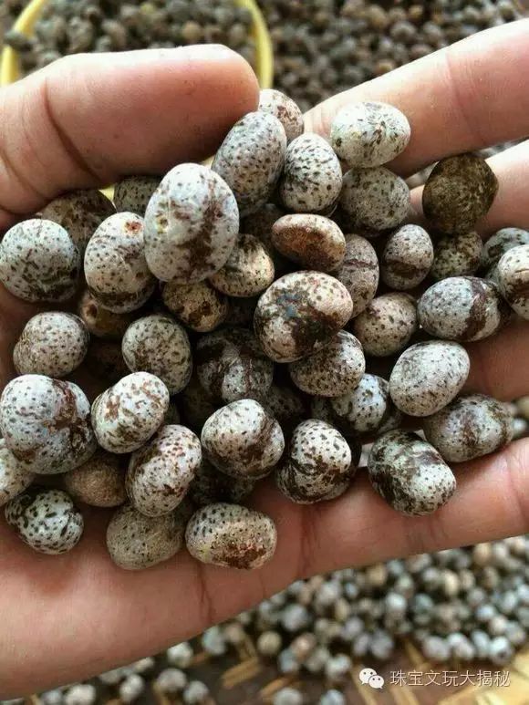 星月菩提是棕榈科植物黄藤daemonorops margaritae的种子.