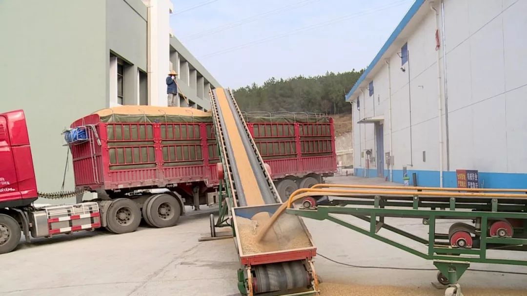 云阳粮食储备充足,今起5000吨大米陆续投放市场_云阳县