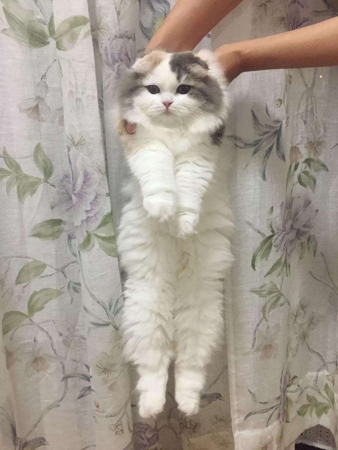 体型巨长的猫咪（组图）