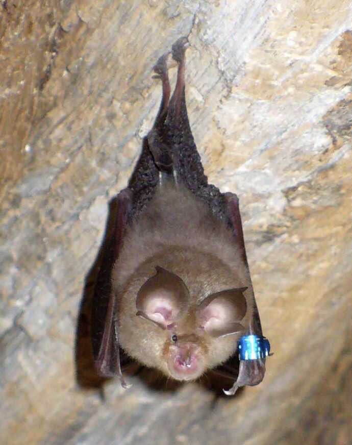中国蝙蝠种类图片