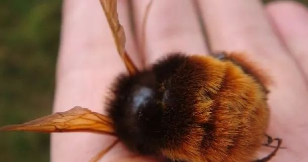 人工繁育熊蜂蜂王的低温存储王建