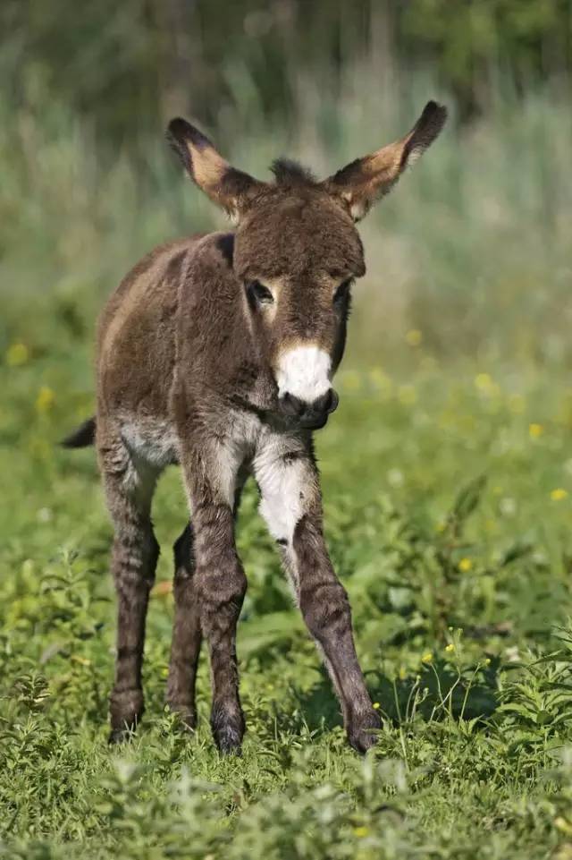 郁闷的时候看看这头驴改变你的心态