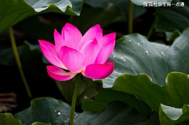 原創三大生肖女天生有富婆命,旺財又旺夫,福祿一生