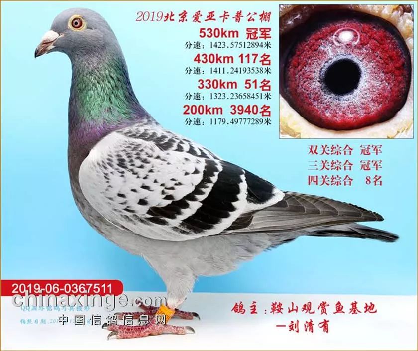 看罢方恨无盘点2019年高端棚秋赛冠军鸽