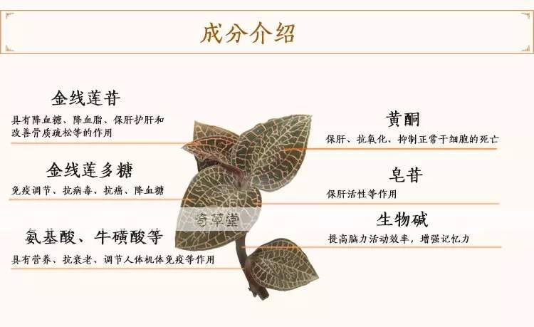 金线莲是一种什么样的植物呢?