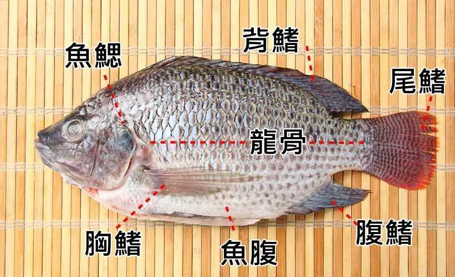 搞懂结构好拆解一般来说,淡水鱼鱼刺较多,海水鱼鱼刺较少,可做为料理