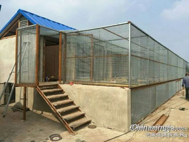 百科长知识:赛鸽种养训赛一条龙攻略_鸽子