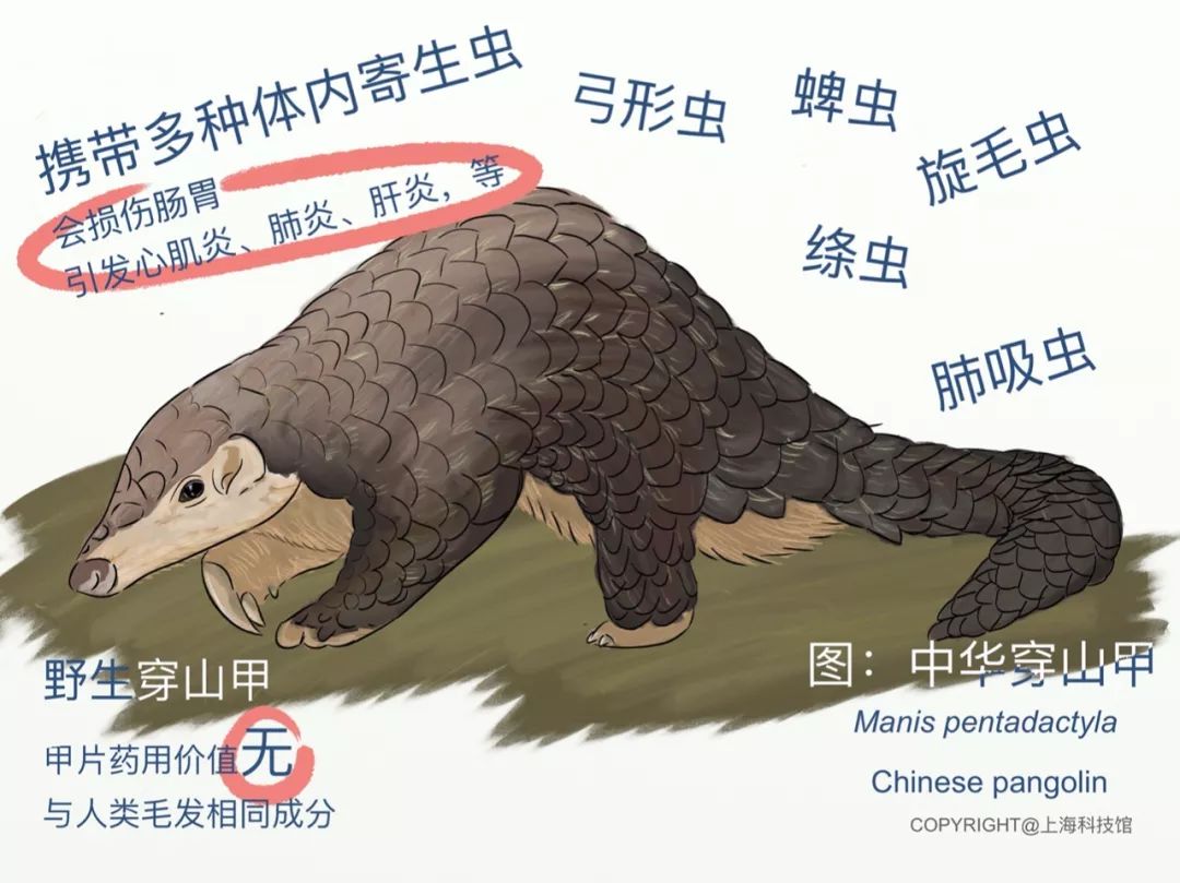 【举报】这里有一家野味餐厅!