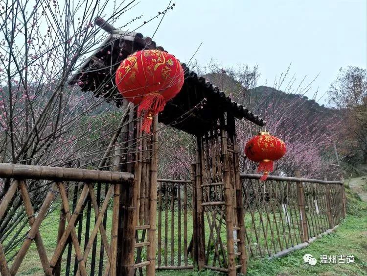 原创苍南金乡狮山樱花怒放已是赏花好时节