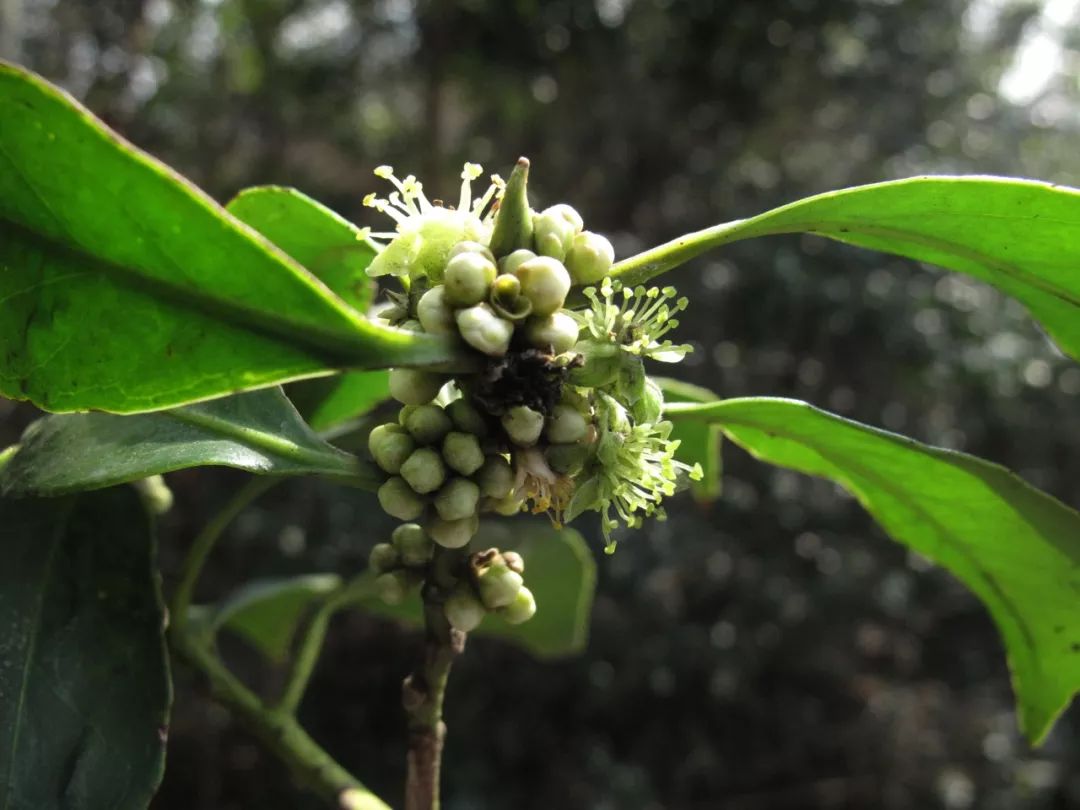 四川山矾四川山矾是山矾科的常绿乔木,原本也应该是春季开花的,但在