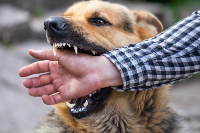 原创怕狗的人更易被狗咬因他的恐惧能被闻出这些行为也易作死