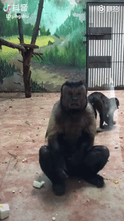 动物园猩猩鼓掌gif图片