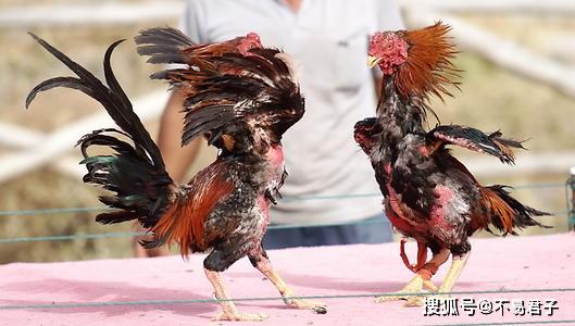 空前繁盛的地步,甚至有的人养不起鸡也要用木头做木鸡来和人比斗