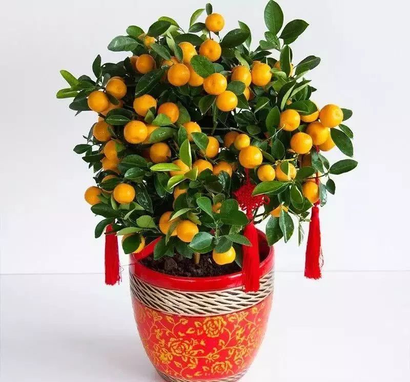 过年观赏完了盆橘,之后就可以把它吃掉了.