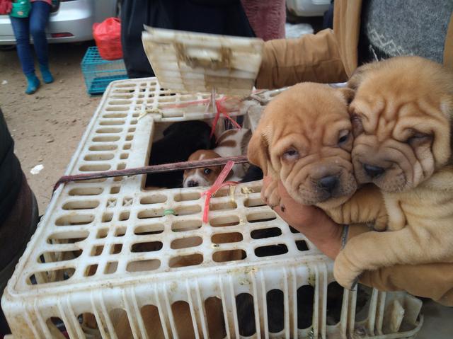 男子抱着沙皮犬,想与商贩交换几只串串狗,商贩并没有答应!