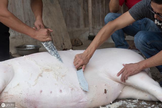 乡情散文:生产队杀猪分肉