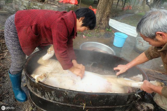 鄉情散文:生產隊殺豬分肉