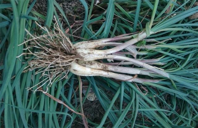 武汉农副土特产之舒安藠jiào头