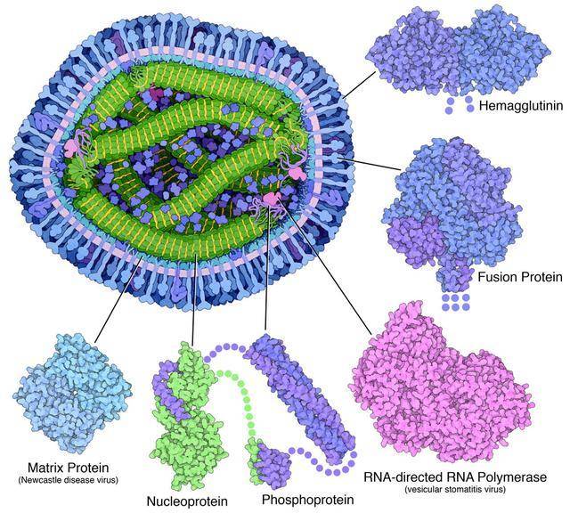 麻疹病毒结构图图片