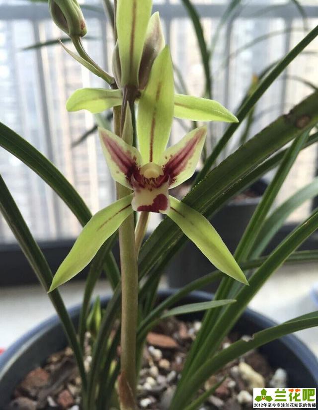 怎样分别蕙兰跟二八蕙兰?