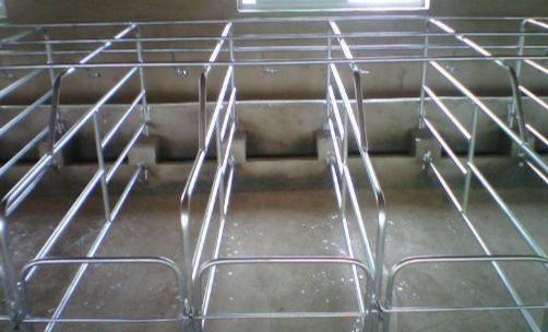 猪场限位栏危害多有种半限位栏效果咋样有何使用注意事项