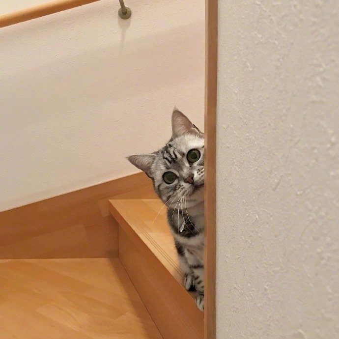 猫咪对主人的暗中观察,说不定是猫主子在偷偷骂你:这是个傻子吗?